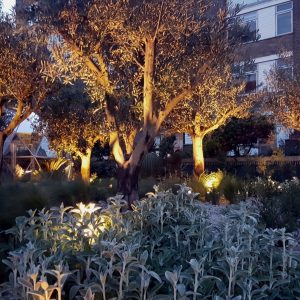 Coniston Court - Tree Uplighting